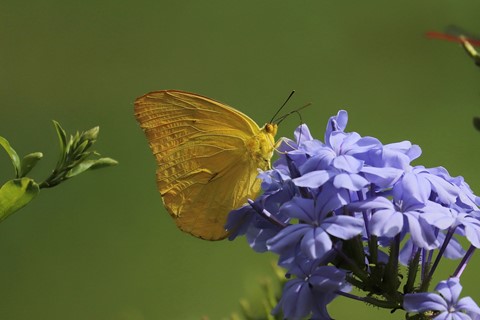 Photo by Gerardo Maltos