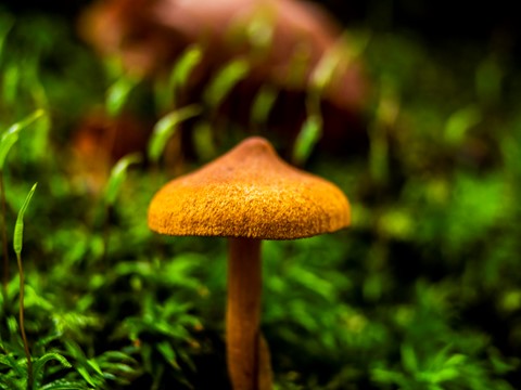 Photo by softmarmotte