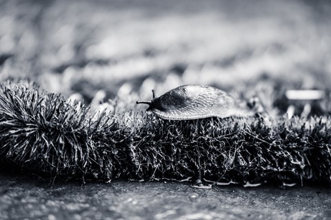 Photo by Covid Isolation Blues.