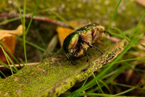 Photo by Cetonia aurata