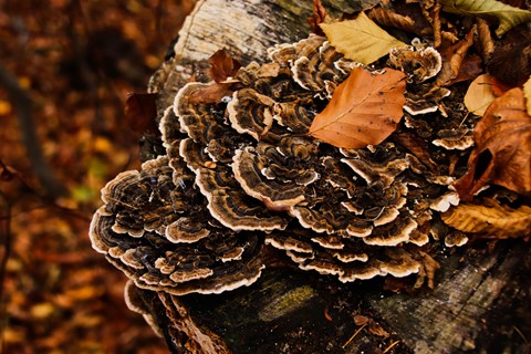 Photo by Leaf on dry rot