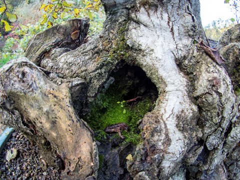 Photo by one very old Bonsai, Carpinus Orientalis