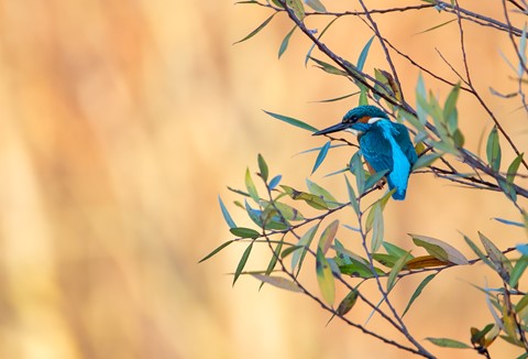 Photo by Frank Bodewig