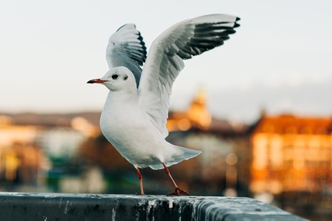 Photo by Black-Headed Gull