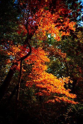 Photo by visionsbydanny