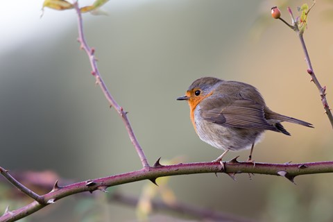 Photo by Tristan VANDENBERGHE