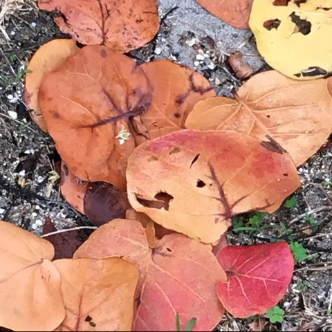 Photo by seattlefla3