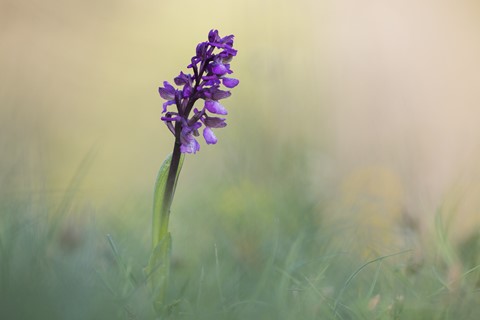 Photo by Tristan VANDENBERGHE