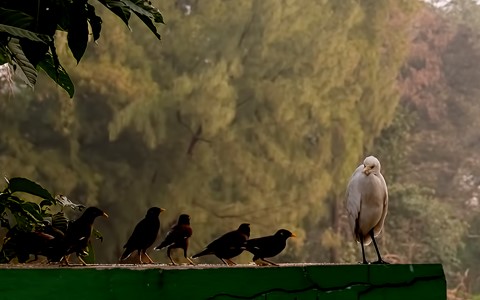 Photo by Bhimaprasad Maiti