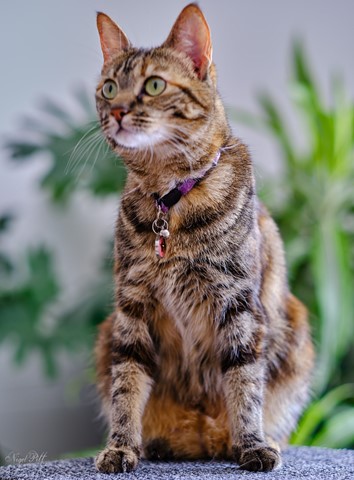 Photo by Nigelpitt13