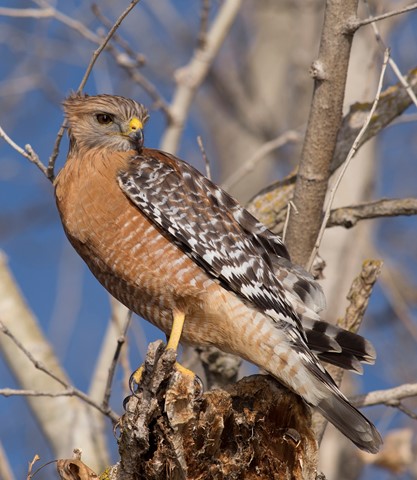 Photo by Chris Wolfgram