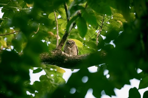 Photo by Bhimaprasad Maiti