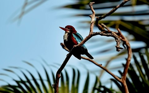 Photo by Bhimaprasad Maiti