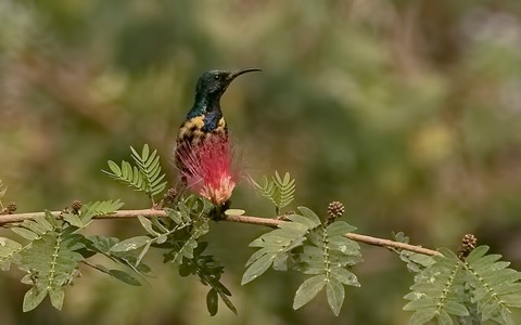 Photo by Bhimaprasad Maiti