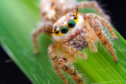 Photo by Jumping spider