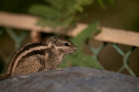 Photo by Bhimaprasad Maiti
