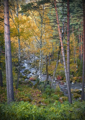 Photo by Anton Siberian