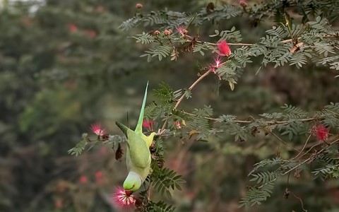 Photo by Bhimaprasad Maiti