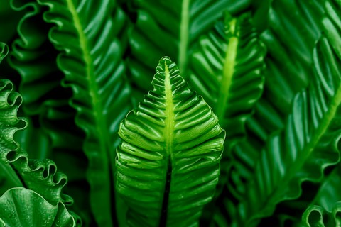 Photo by Bhimaprasad Maiti