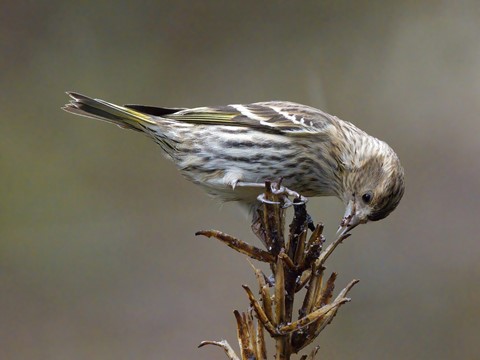 Photo by Pine Siskin