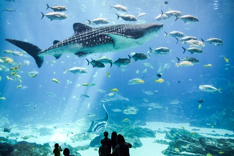 Photo by Georgia Aquarium: whale shark