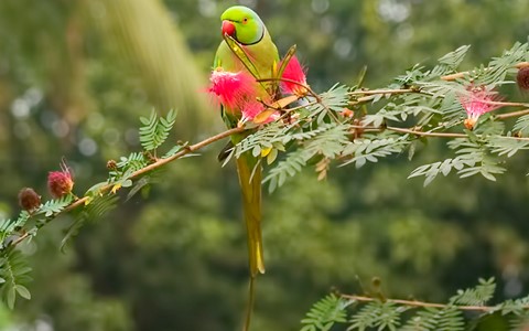 Photo by Bhimaprasad Maiti
