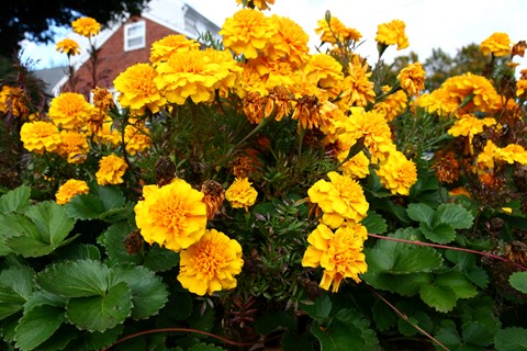 Photo by Yellow Flowers