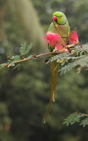 Photo by Bhimaprasad Maiti