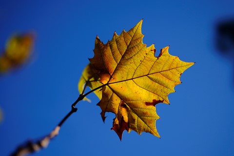 Photo by alonzo29405