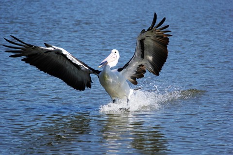 Photo by Henry Aeneas