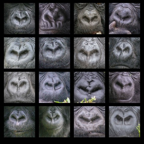 Photo by Gorilla noses