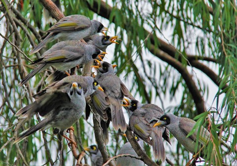 Photo by Noisy mainer gathering
