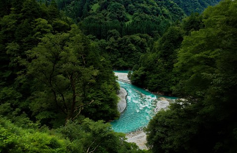 Photo by Great Bustard