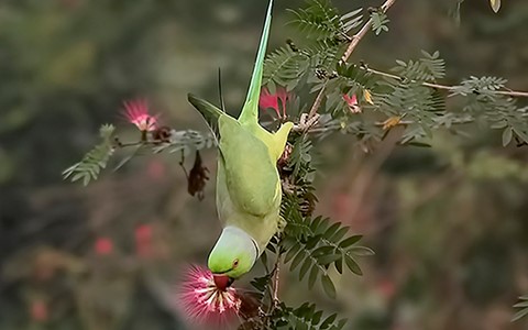 Photo by Bhimaprasad Maiti