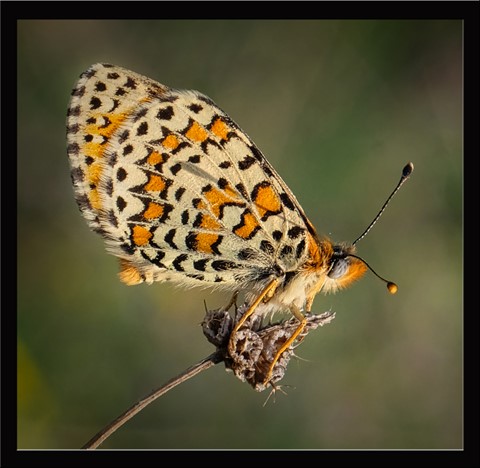 Photo by Basri Seckin