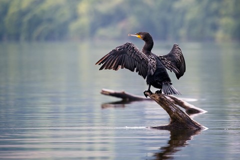 Photo by photobob1950