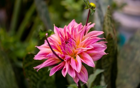 Photo by Bhimaprasad Maiti