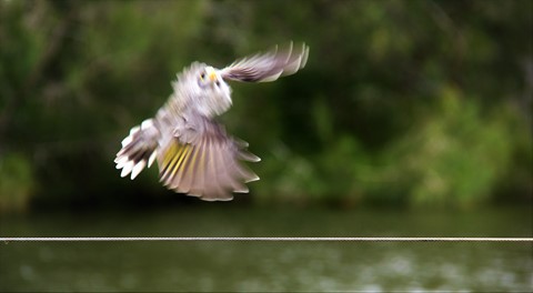 Photo by Henry Aeneas