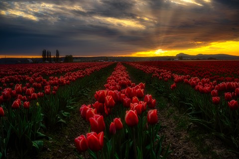 Photo by Skagit Valley Tulips.