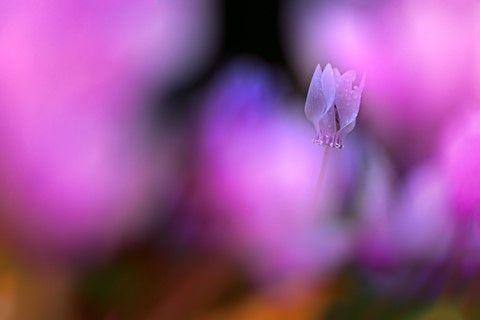 Photo by SpartanWarrior