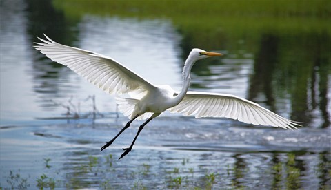 Photo by Henry Aeneas