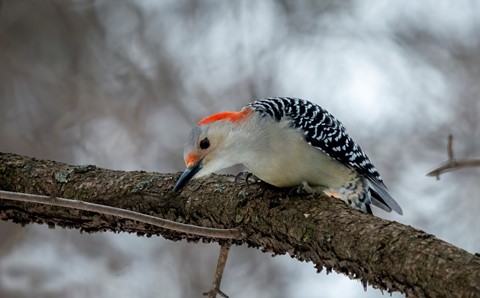 Photo by ROMuscarella