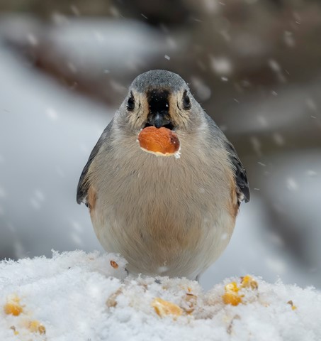 Photo by ROMuscarella