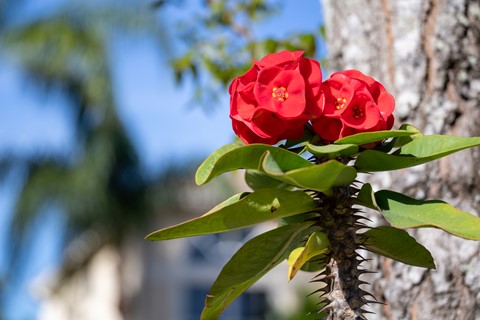 Photo by sergiodaguru