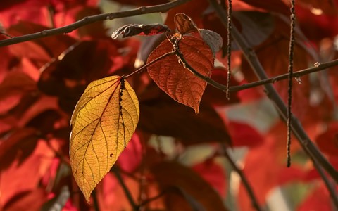 Photo by Bhimaprasad Maiti