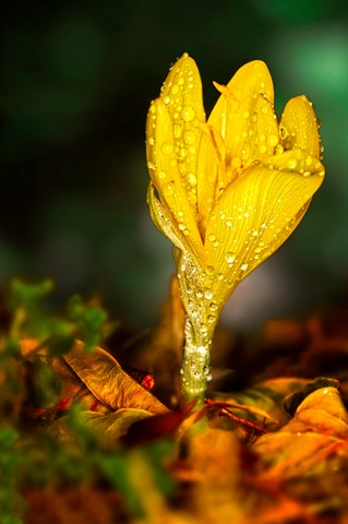 Photo by SpartanWarrior