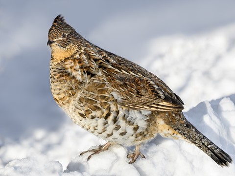 Photo by Fotorequest