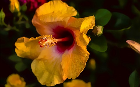 Photo by Bhimaprasad Maiti