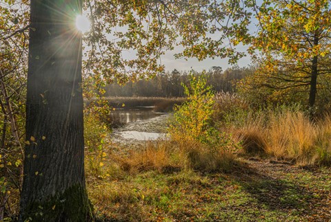 Photo by Harry Wouters