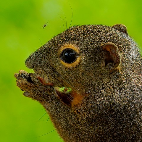 Photo by Mosquito and the Squirrel